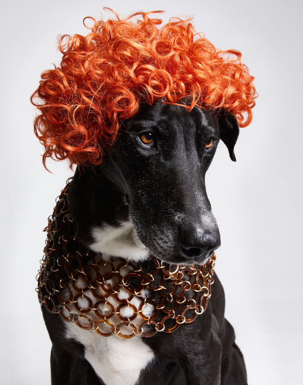 avenger_photographers_dirk_bader_avenger_photographers_DB22_0708_Hunde Beauty11903.JPG