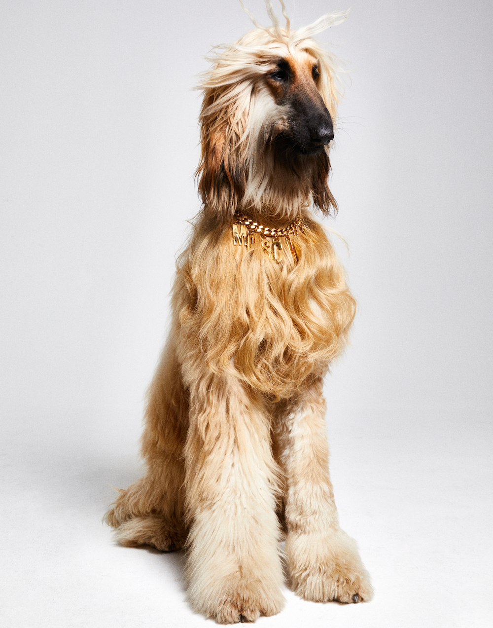 avenger_photographers_dirk_bader_avenger_photographers_DB22_0708_Hunde Beauty11811.JPG