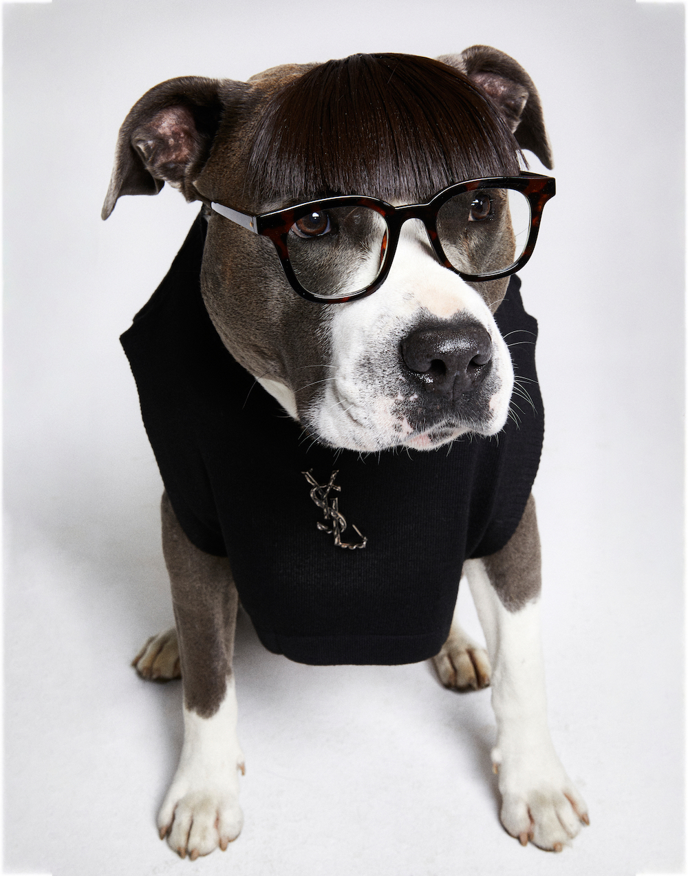 avenger_photographers_dirk_bader_avenger_photographers_DB22_0708_Hunde Beauty11958.JPG