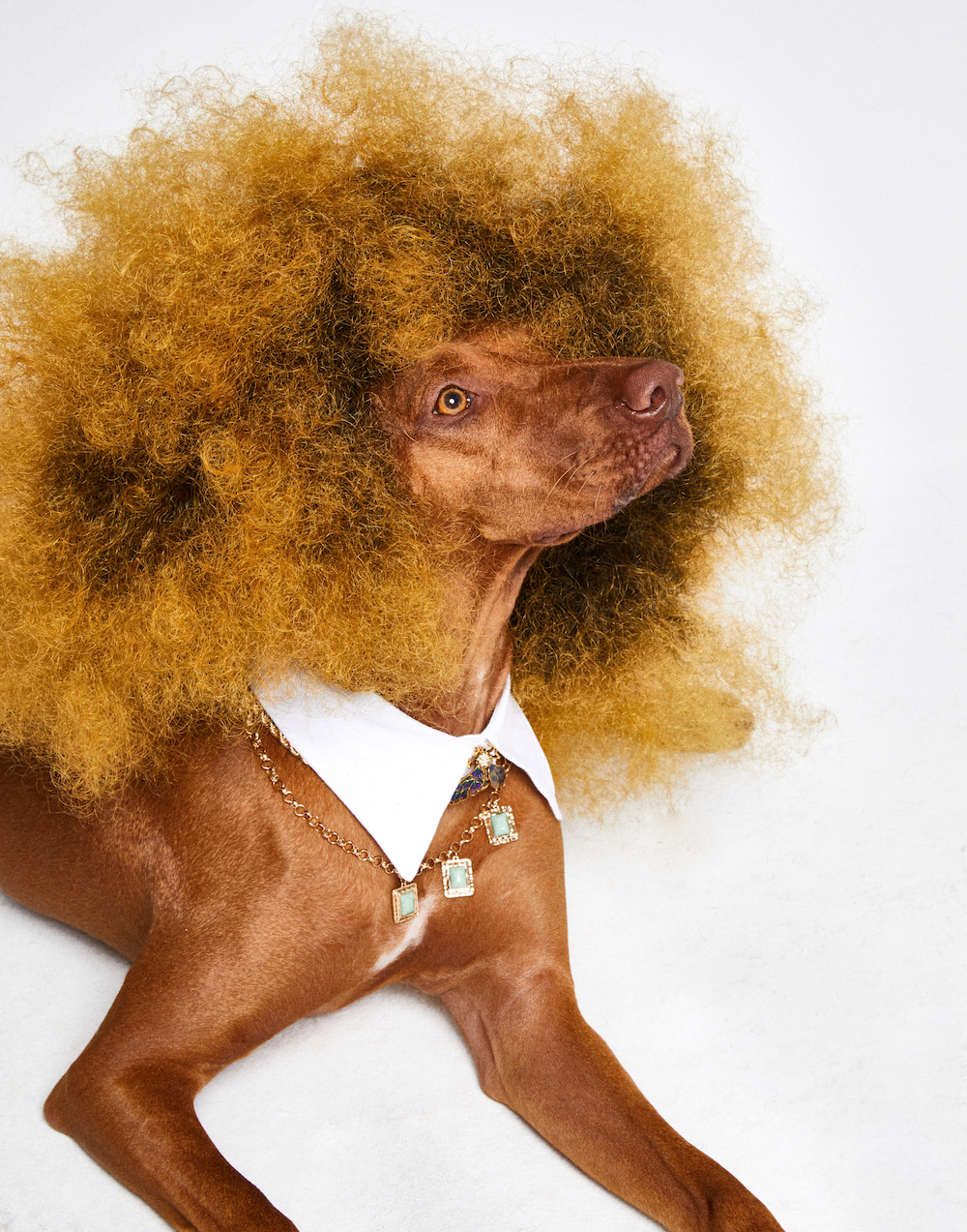 avenger_photographers_dirk_bader_avenger_photographers_DB22_0708_Hunde Beauty12190.JPG