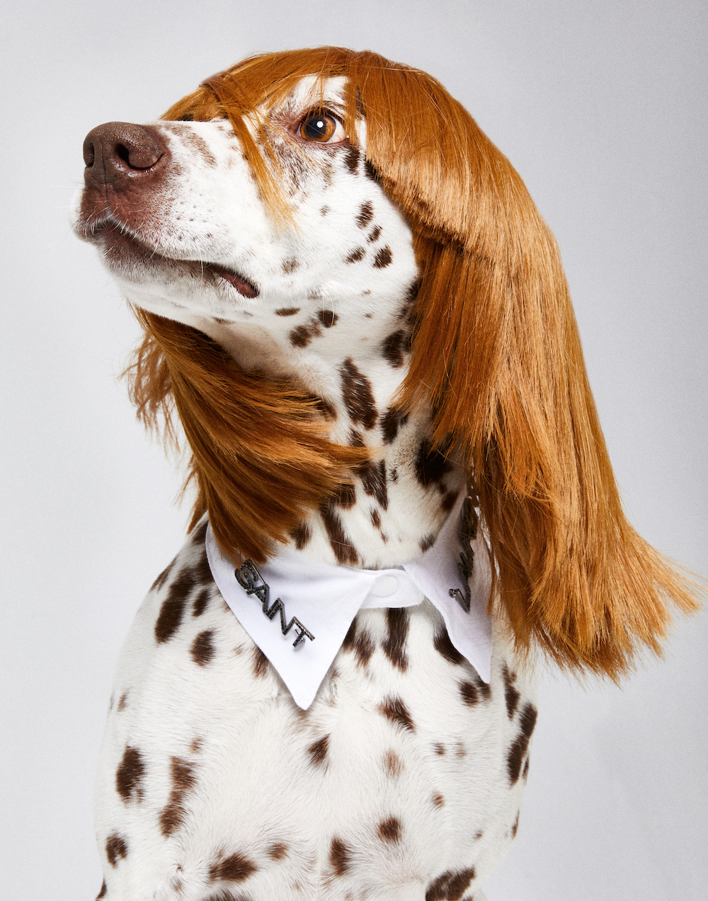 avenger_photographers_dirk_bader_avenger_photographers_DB22_0708_Hunde Beauty11678.JPG