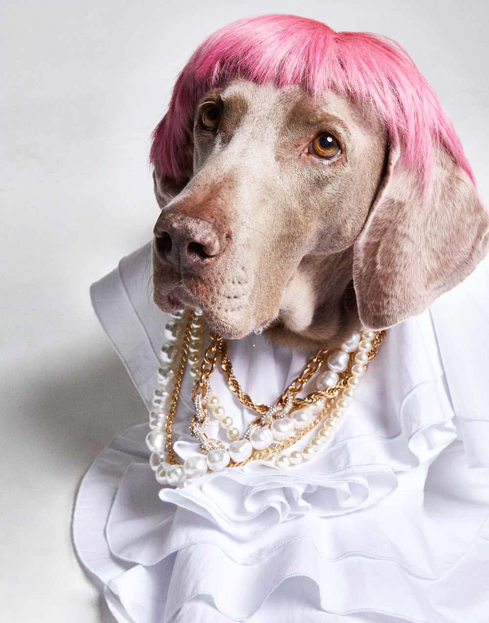 avenger_photographers_dirk_bader_avenger_photographers_DB22_0708_Hunde Beauty12086.JPG